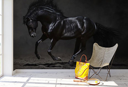 Fototapeta Tajomný čierny kôň